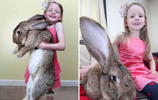 世界上最长的野兔
