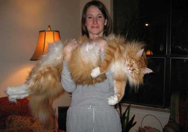 世界上最长的家猫 