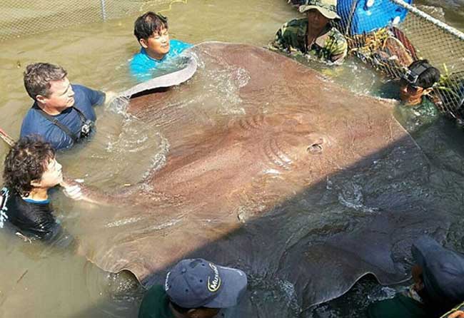 泰国捕获世界最大淡水鱼