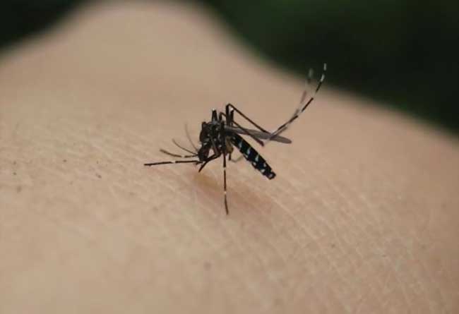什么血型的人最招蚊子喜欢？