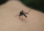 什么血型的人最招蚊子喜欢？