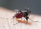 蚊子的危害及防治措施