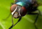 苍蝇的寿命有多长？