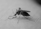 您知道蚊子怕什么吗？