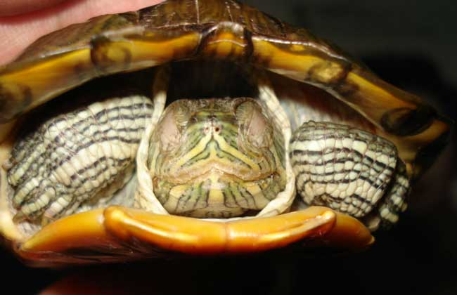 巴西龟寿命多长
