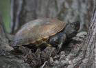 乌龟的寿命有多长？