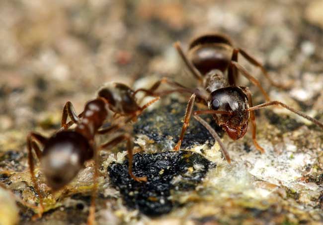 蚂蚁怕什么天敌？