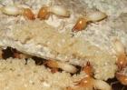 白蚁的危害有哪些？