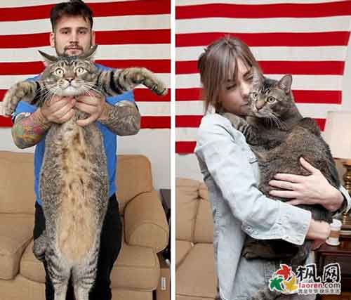 世界上最大的猫