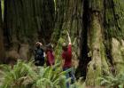 世界上最大的树直径11.1米高83.8米