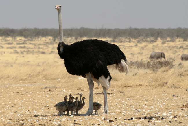 世界上最大的鸟高2.5米重155千克