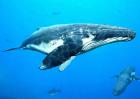 世界上最大的鲸鱼长33米重181吨