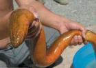 世界上最大的黄鳝长1.5米重36斤