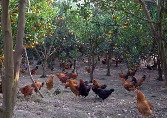 生态养殖鸡
