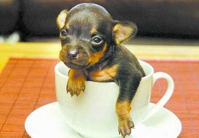 世界上最小的狗