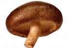 香菇和冬菇的区别有哪些？