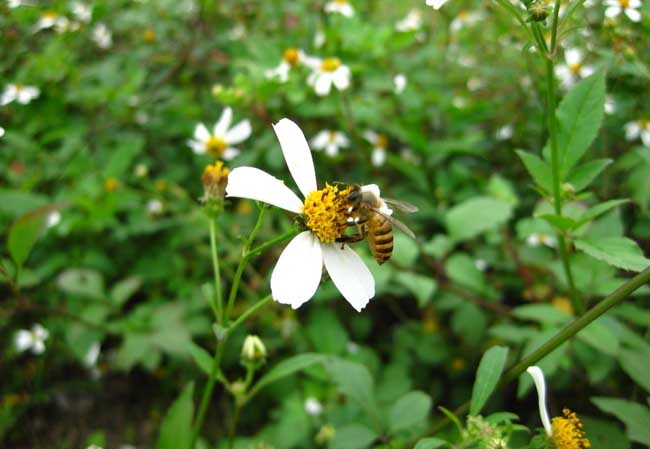 蜜蜂养殖技术资料下载