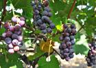 盆栽葡萄种植方法