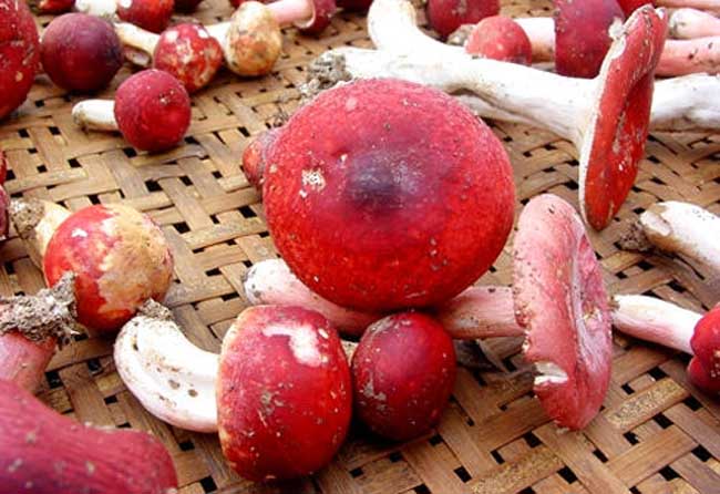 红菇的功效与作用及食用方法