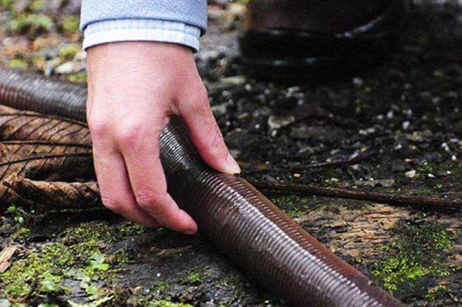 世界上最长的蚯蚓