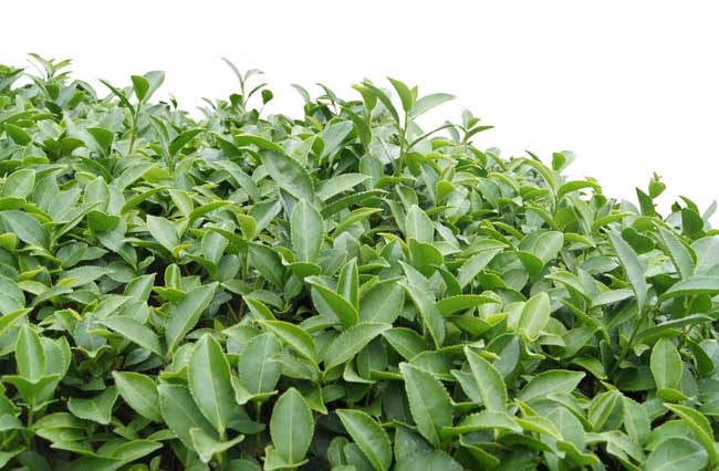 茶叶种植条件