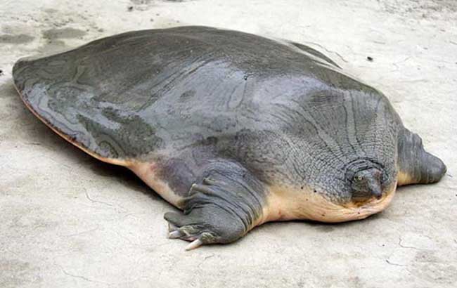 巨型软壳龟