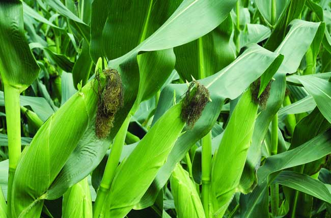 玉米的种植时间
