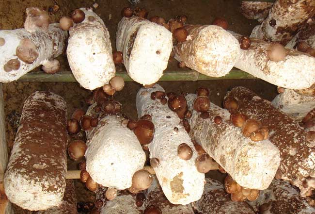 香菇种植成本