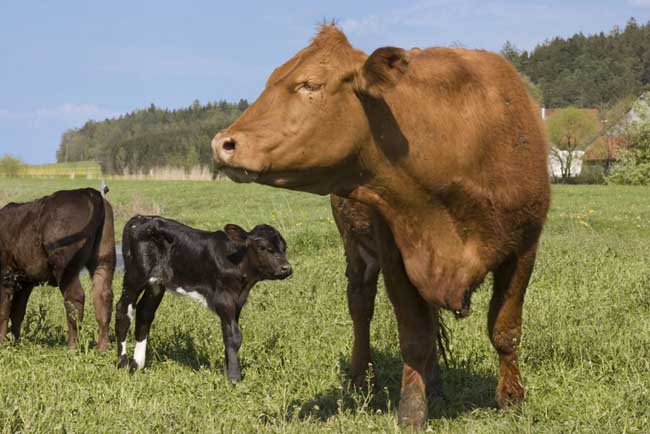 一头牛有多重