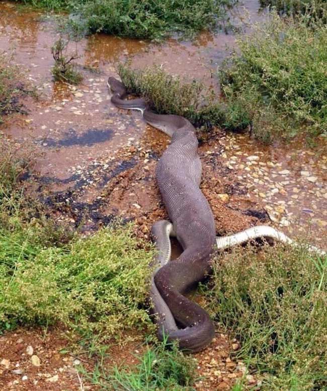 橄榄蟒吞噬淡水鳄鱼