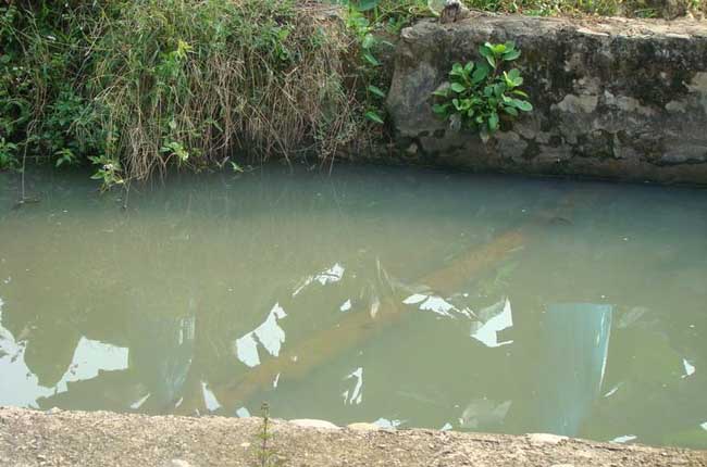 静水土池塘养鱼高产的原理与技术