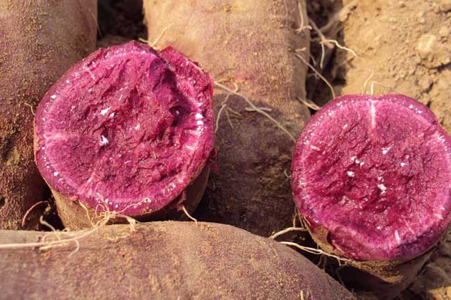 紫薯种植