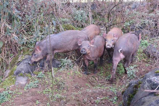 贵州野猪养殖场