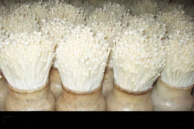 金针菇栽培技术
