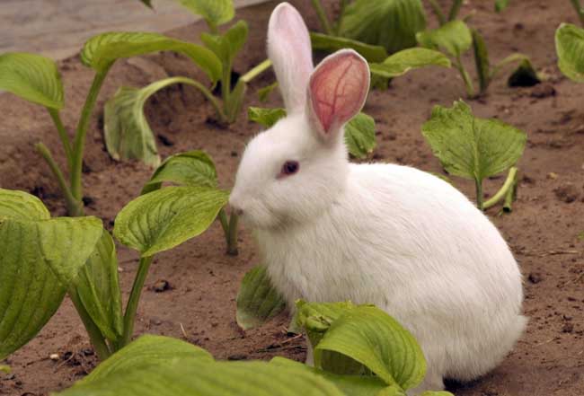 兔子怎么养殖