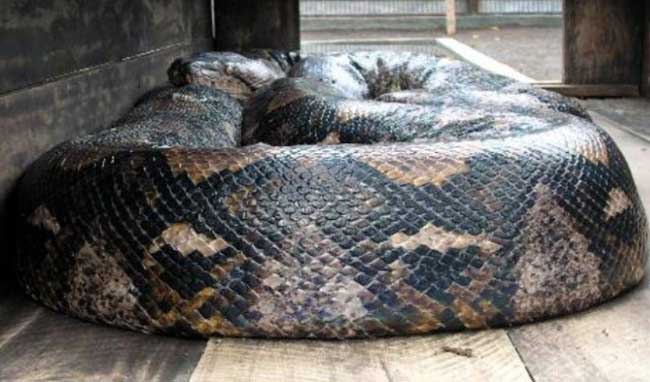世界上最大的蟒蛇长1486米重447公斤