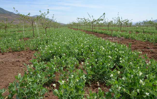 豌豆种植技术
