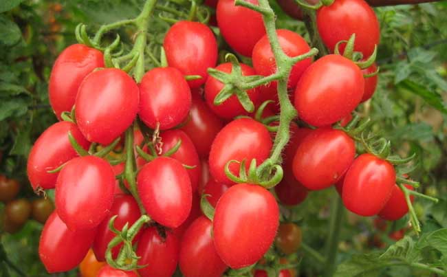 樱桃小番茄种植技术
