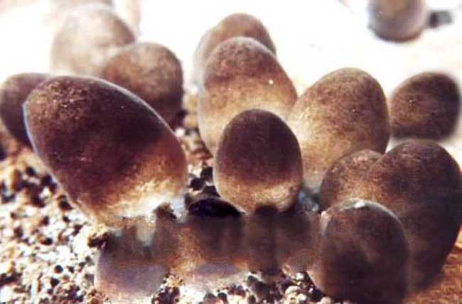 草菇栽培技术