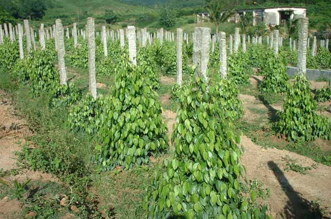 胡椒的种植技术
