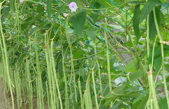 豇豆种植技术