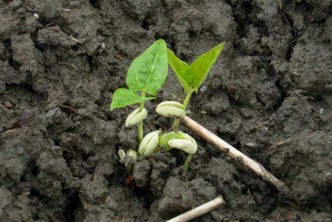 豇豆的种植时间