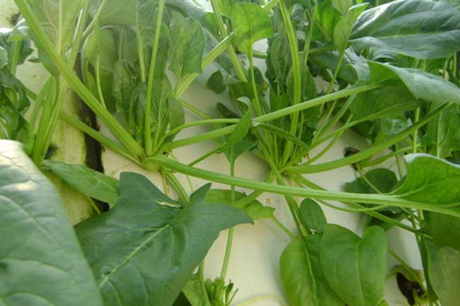 菠菜常见病虫害防治方法