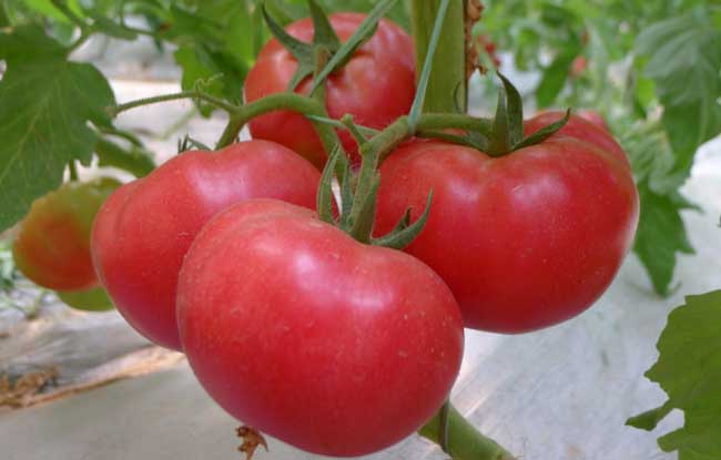 西红柿种子怎么种