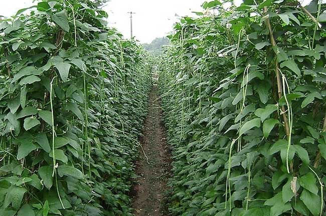豇豆种植技术