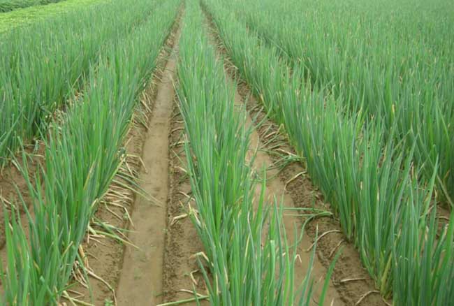 春小麦复栽大葱的种植技术