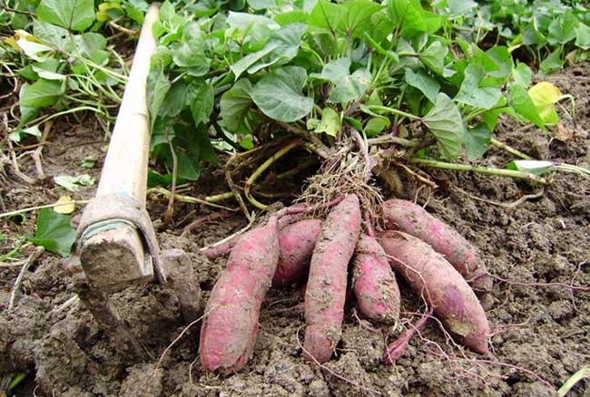 红薯高效种植技术