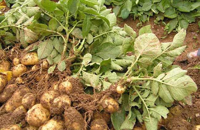 马铃薯栽培种植技术