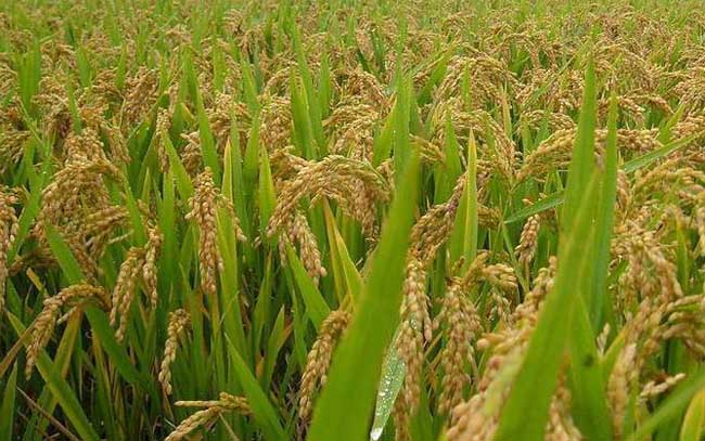 水稻生长特性