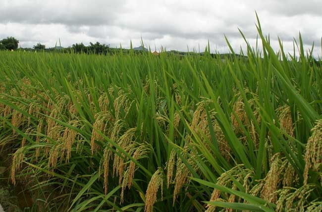 水稻生长特性